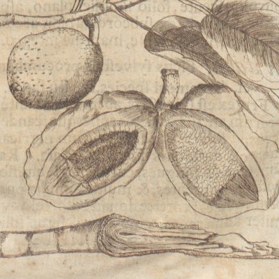 Inu Itabu, ou figuier sauvage retombant (Amœnitatum exoticarum, 1712, p.845)