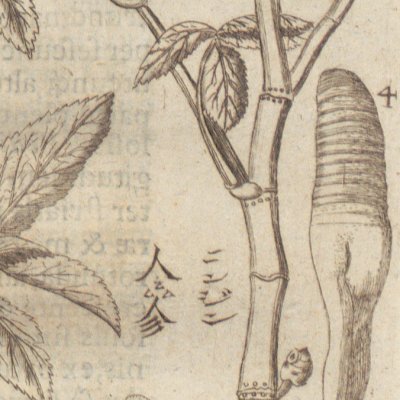 Sisarum montanum Coræense, Berle de la Chine (Amœnitatum exoticarum, 1712, p.819)
