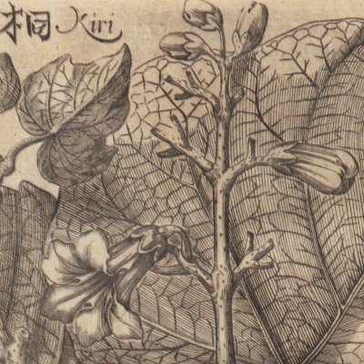 Kiri japonica, Clerodendron de Chine (Amœnitatum exoticarum, 1712, p.901)