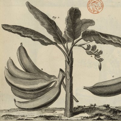Le bananier (Encyclopédie, t. 23, Histoire naturelle, Pl. 96)