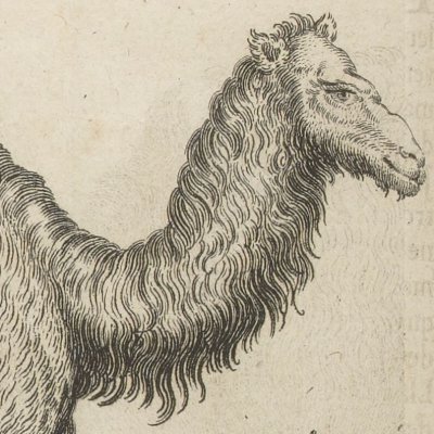 Chameau. Sel armoniac (Nouvelle relation de l’Afrique occidentale, 1728)