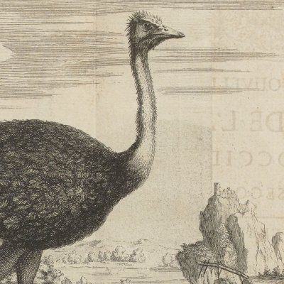 Autruche (Nlle relation de l’Afrique occidentale, 1728)