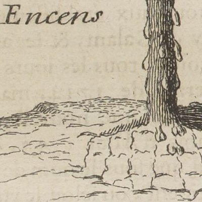 Encens (Nlle relation de l’Afrique occidentale, 1728)