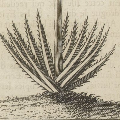 Aloès (Nlle relation de l’Afrique occidentale, 1728)