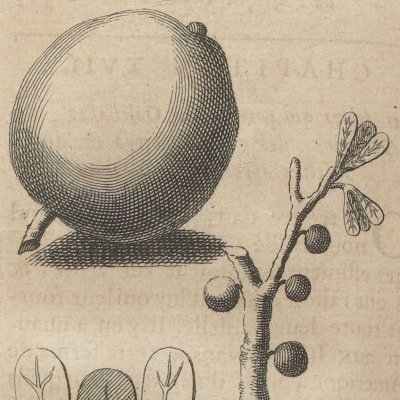 Calebassier (Nlle relation de l’Afrique occidentale, 1728)