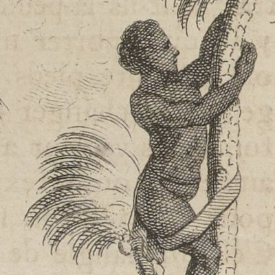 Nègre montant à un palmier (Nlle relation de l’Afrique occidentale, 1728)