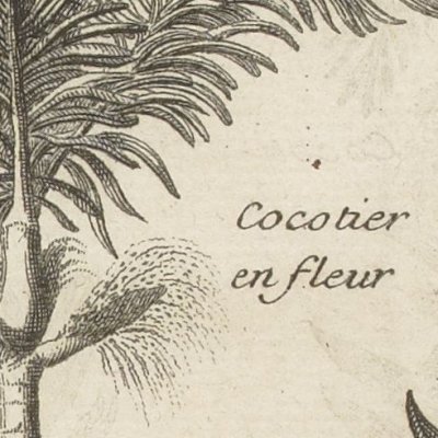Cocotier (Nlle relation de l’Afrique occidentale, 1728)