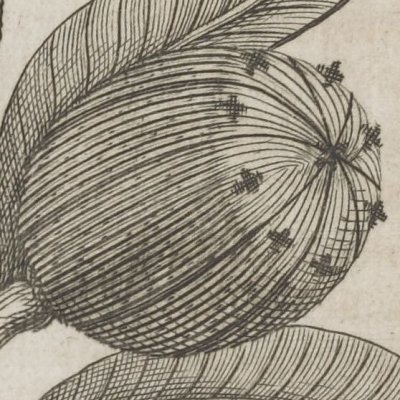 Fruit inconnu (Voyage de M. de Gennes, 1699) - Inselin