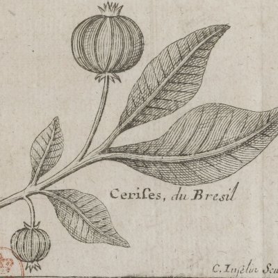 Balafo. Cerises du Brésil (Voyage de M. de Gennes, 1699) - Inselin