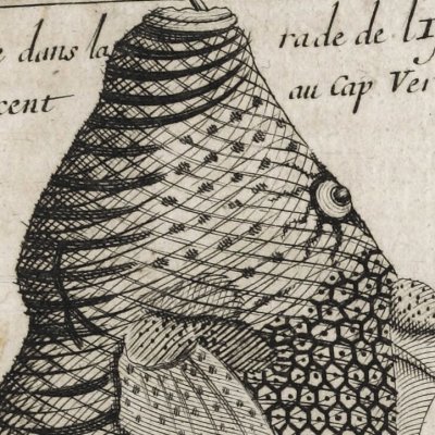 Bourse (=poisson-lime) (Voyage de M. de Gennes, 1699) - Inselin