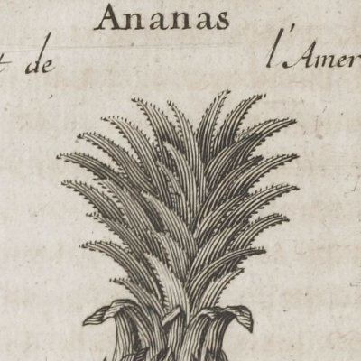 Ananas (Voyage de M. de Gennes, 1699) - Inselin