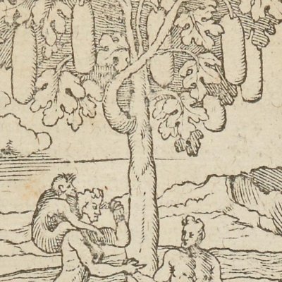 Arbre étrange (Singularités de la France antarctique, 1558)
