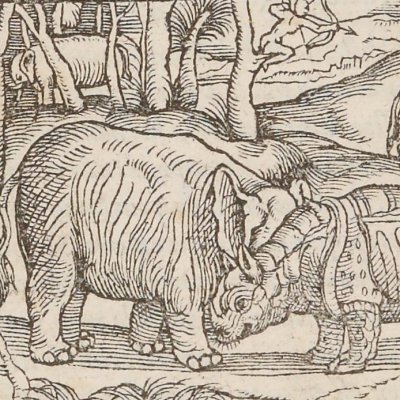 Rhinoceros (Singularities of Antarctic France, 1558)