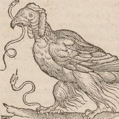 Pa, oiseau étrange (Singularités de la France antarctique, 1558)