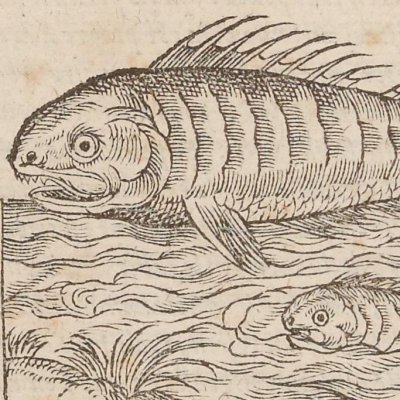 Poisson Tamouhouata (Singularités de la France antarctique, 1558)