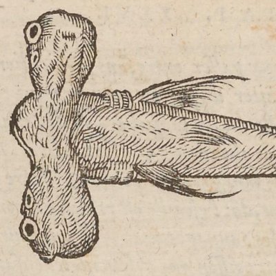 Poisson Panapana (Singularités de la France antarctique, 1558)