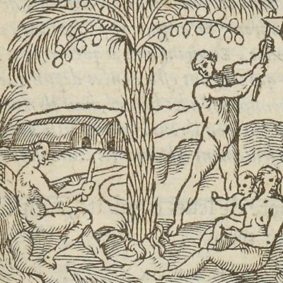 Palmier Haïri, Hébène (Singularités de la France antarctique, 1558)