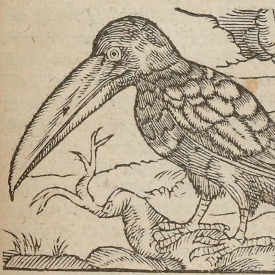 Toucan (Singularités de la France antarctique, 1558)