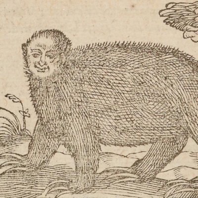 Haunthi, sorte de petit ours (Singularités de la France antarctique, 1558)
