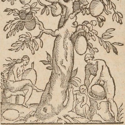 Cohyne (Singularités de la France antarctique, 1558)