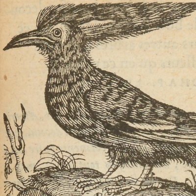 Oiseau d’une étrange beauté… (Singularités de la France antarctique, 1558)