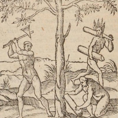 Bois de pourpre (Singularités de la France antarctique, 1558)