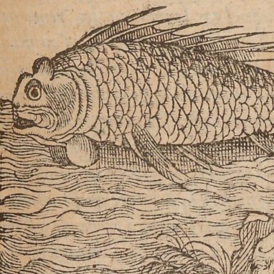Poisson houperou (Singularités de la France antarctique, 1558)
