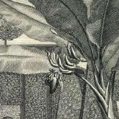 Frontispice allégorique de l’Hortus Cliffortianus de Linné