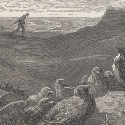 L’hirondelle & les petits oiseaux (Fables de La Fontaine, Hachette, 1868) - Doré