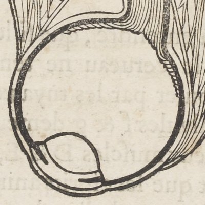 Muscles de l’œil (Descartes, De l’Homme, 1664)