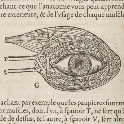 Muscles des paupières (Descartes, De l’Homme, 1664)