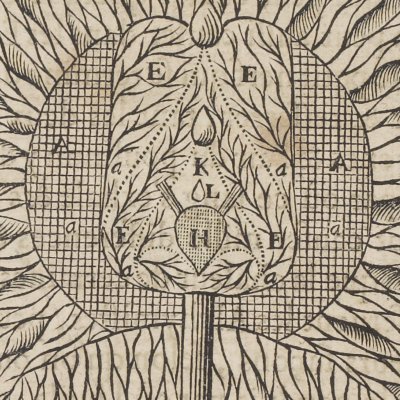 Structure du cerveau (Descartes, De l’Homme, 1664)
