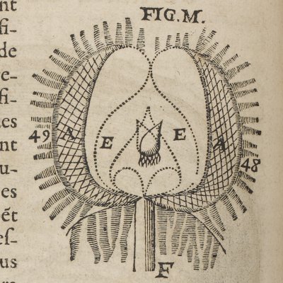 Filets et réseau nerveux (Descartes, De l’Homme, 1664)