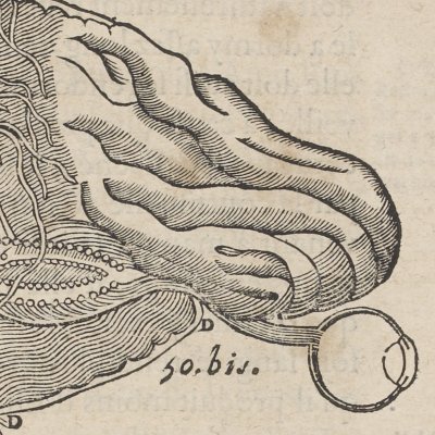 Cerveau s’éveillant (Descartes, De l’Homme, 1664)