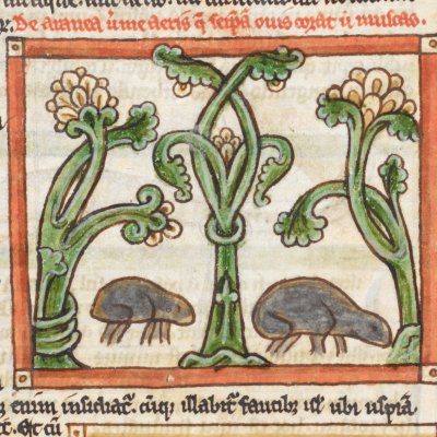 Vers et araignées (Bestiaire Harley 3244, F64r)