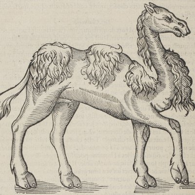 Le chameau d’Asie (Œuvres d’Ambroise Paré, 1598)