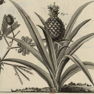 L'ananas  (Encyclopédie, t. 23, Histoire naturelle, Pl. 96)