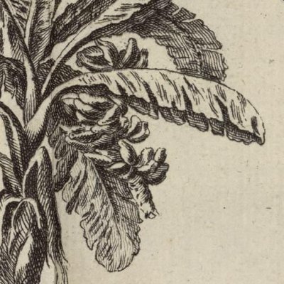 Caféier et bananier (Histoire de la Jamaïque, 1751)