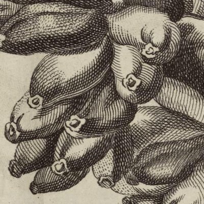 Régime de bananes (Histoire de la Jamaïque, 1751)