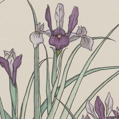 Iris (La plante et ses applications ornementales, Pl. 1) - Verneuil