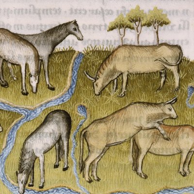 Élevage des vaches et des chevaux (Virgile, Géorgiques 3, Lyon Ms P.A. 27, f40)