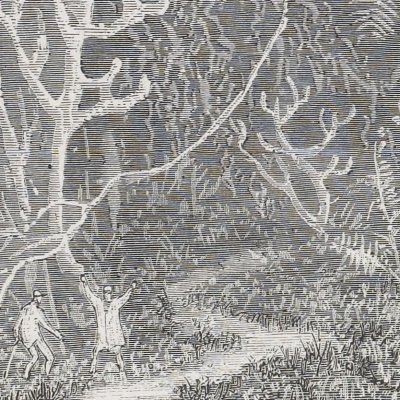 Tertiary forest (Journey to the Center of the Earth, ed. 1867) - Pannemaker after Riou