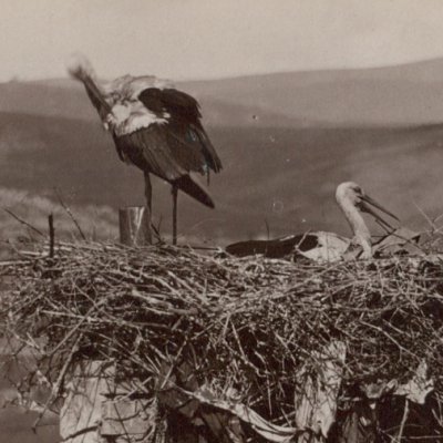 Un nid de cigogne à Constantine en Algérie (tirage albuminé) - Photo ND