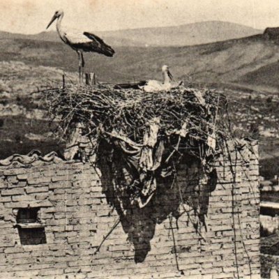 Un nid de cigogne à Constantine en Algérie (carte postale) - Photo ND