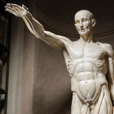 Homme écorché debout, le bras droit tendu en avant (version en plâtre de la Villa Médicis) - Houdon