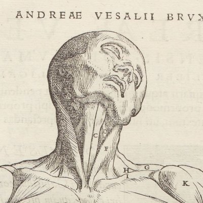 Écorché de face, 1ère nomenclature des muscles (André Vésale, De humani corporis fabrica, Bâle, 1543, p170)