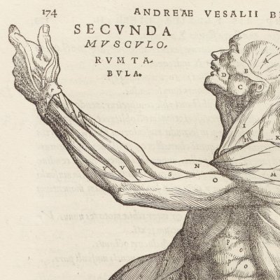 Écorché de profil, 2e nomenclature des muscles (André Vésale, De humani corporis fabrica, Bâle, 1543, p174)