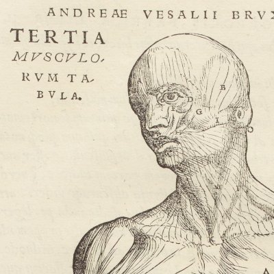 Écorché de face, 3e nomenclature des musclesÉcorché de profil, 2e nomenclature des muscles (André Vésale, De humani corporis fabrica, Bâle, 1543, p178)