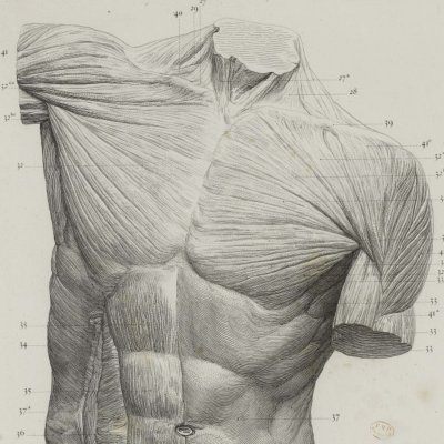 Torse écorché (A. Lami, Anatomie artistique, pl. 5)