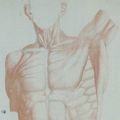 Deux tronc écorchés, de face et de dos - Louise de Stolberg